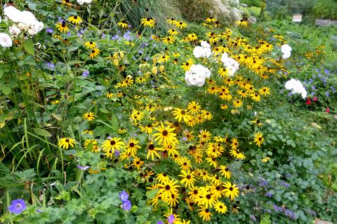 Baumschule in Bildern – Zimmern Garten- und Landschaftsbau GmbH