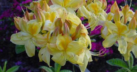 Impressionen – Zimmern Garten- und Landschaftsbau GmbH